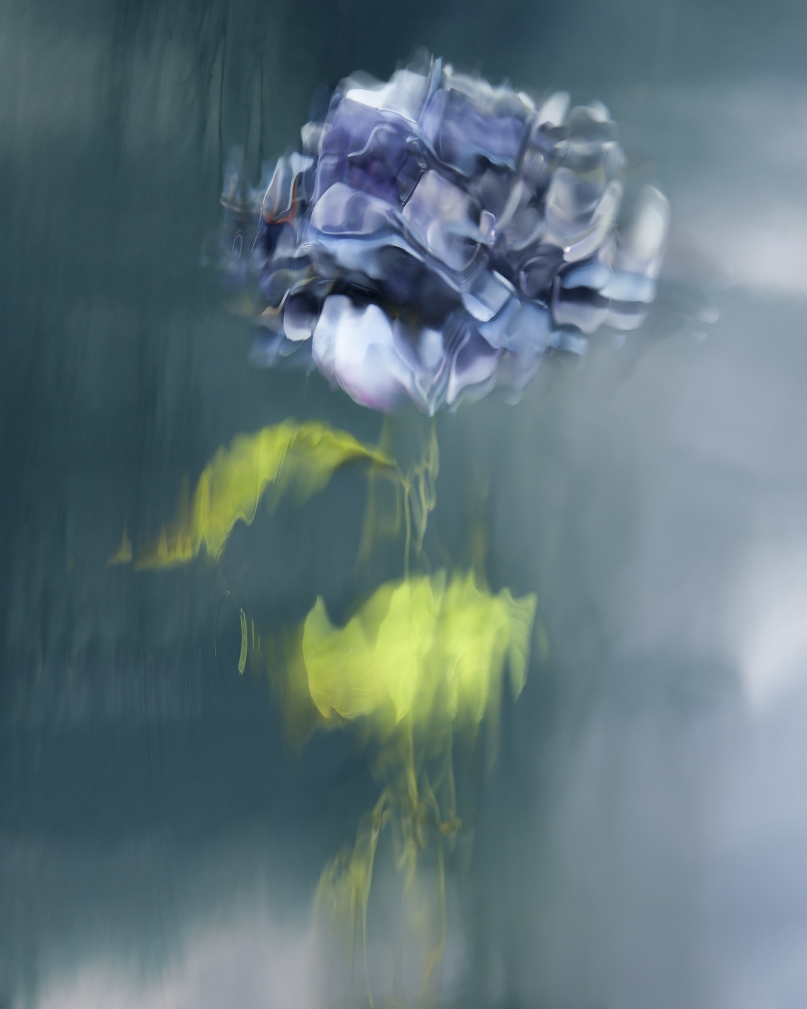 Underwater Flower Photographs by Barbara Cole