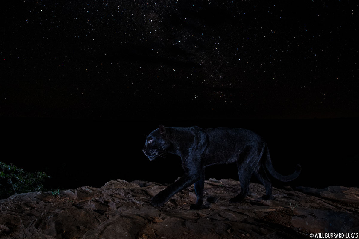 Black Panther Photo by Will Burrard-Lucas