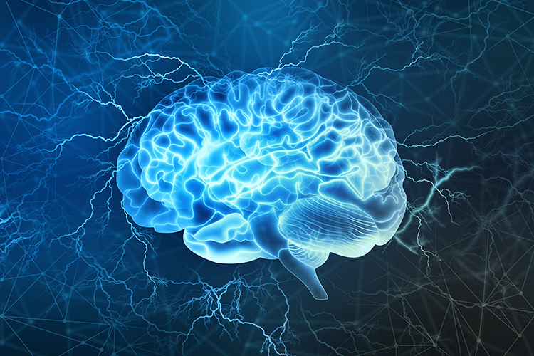 Human Brain Neuroscience Neurobiology