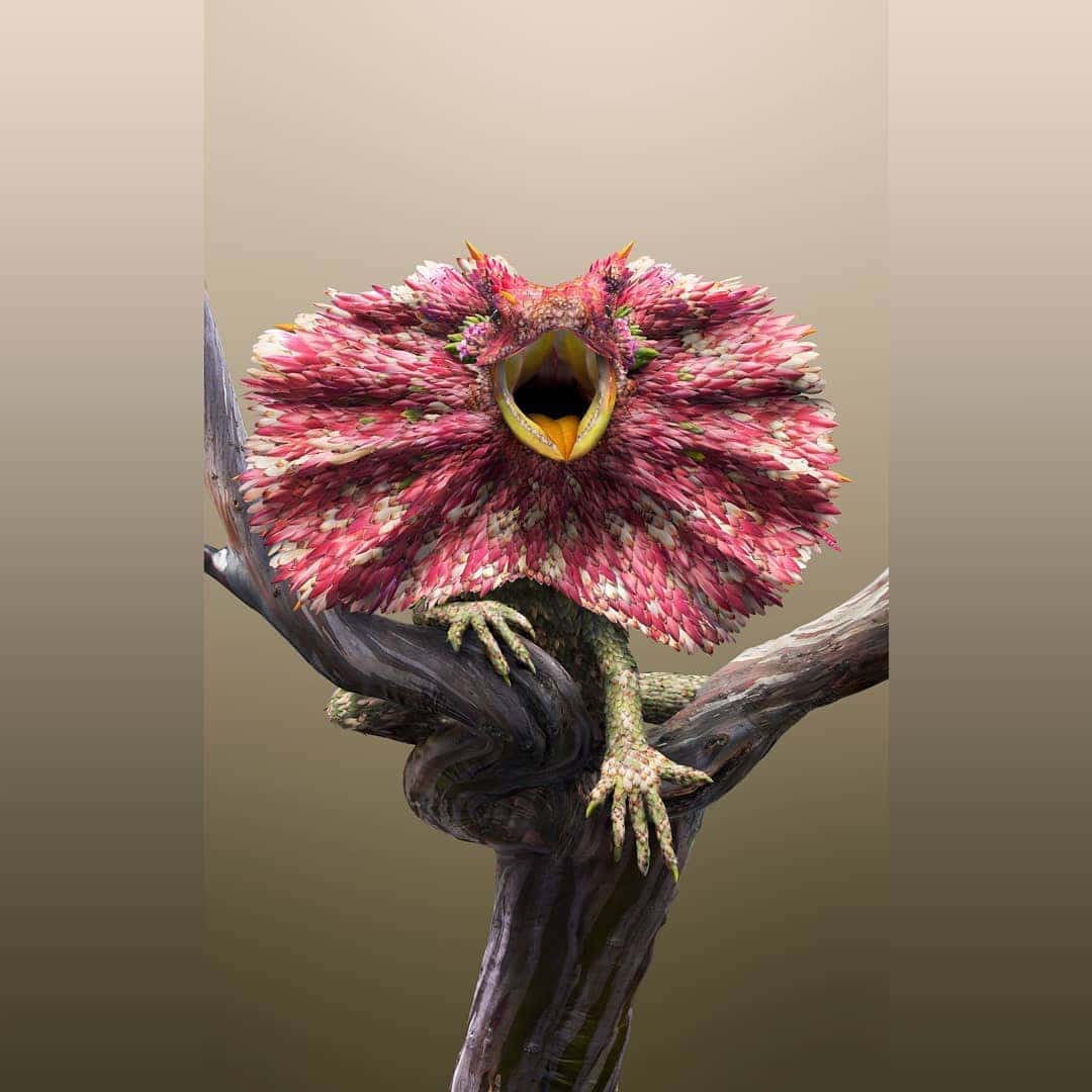 Flower Petal and Leaf Animal Photo Illustrations by Josh Dykgraaf