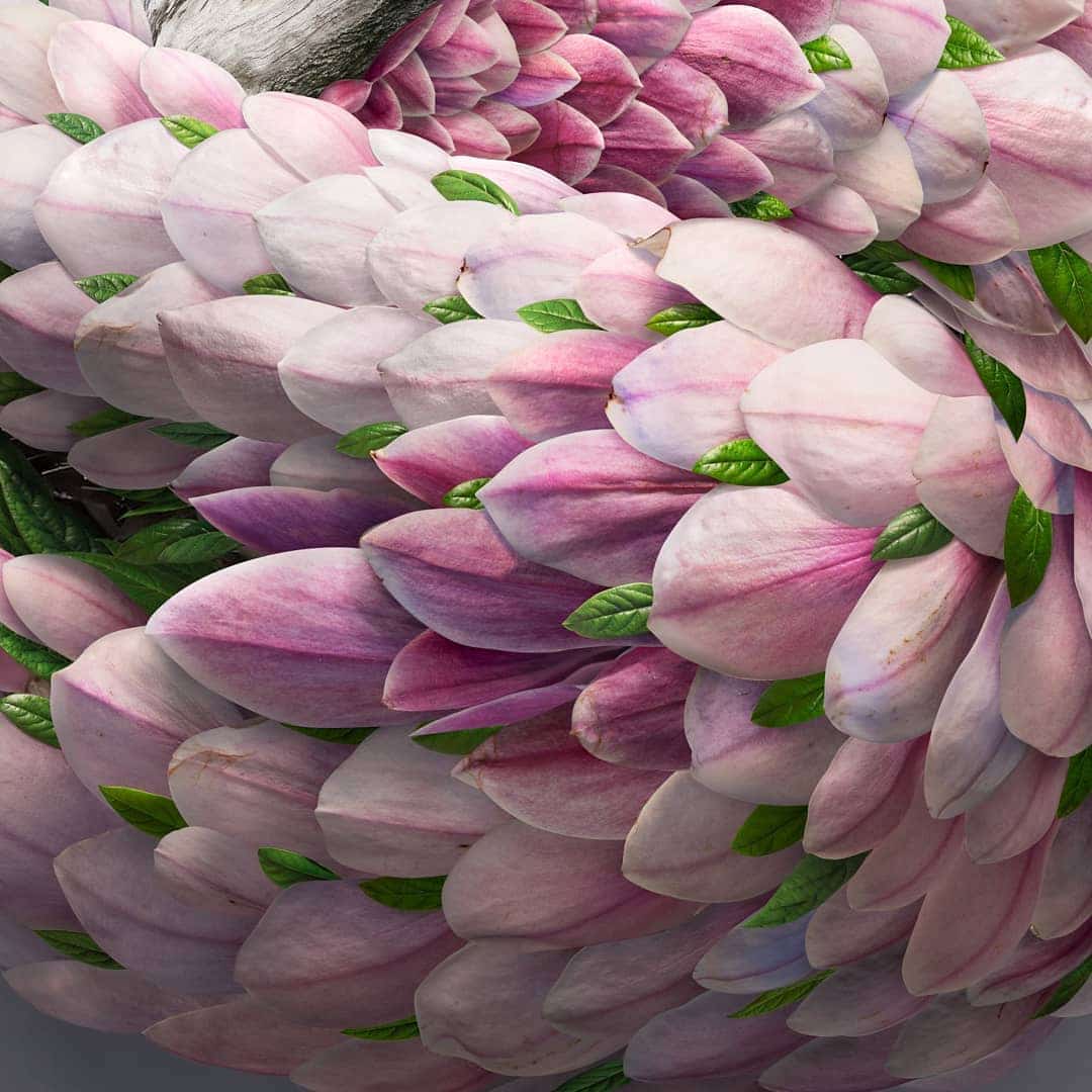 Flower Petal and Leaf Animal Photo Illustrations by Josh Dykgraaf