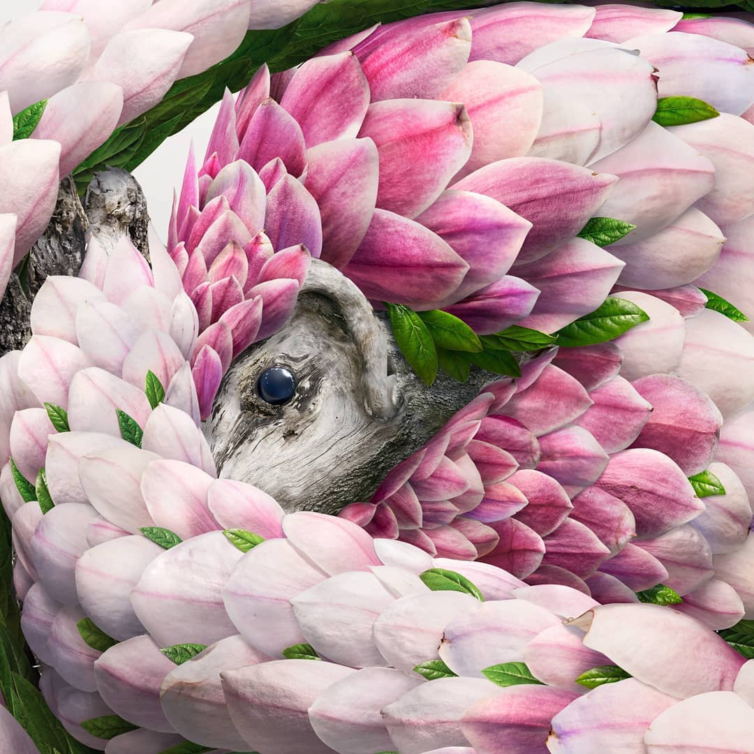 Flower Petal and Leaf Animal Photo Illustrations by Josh Dykgraaf