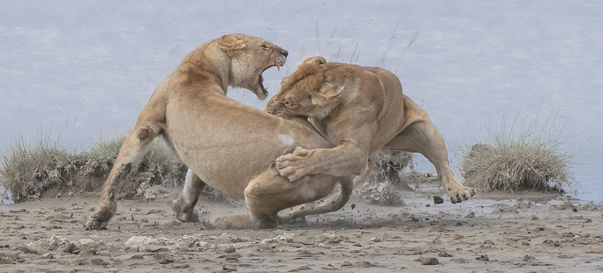GOLD © Patrick Nowotny Lion Fight