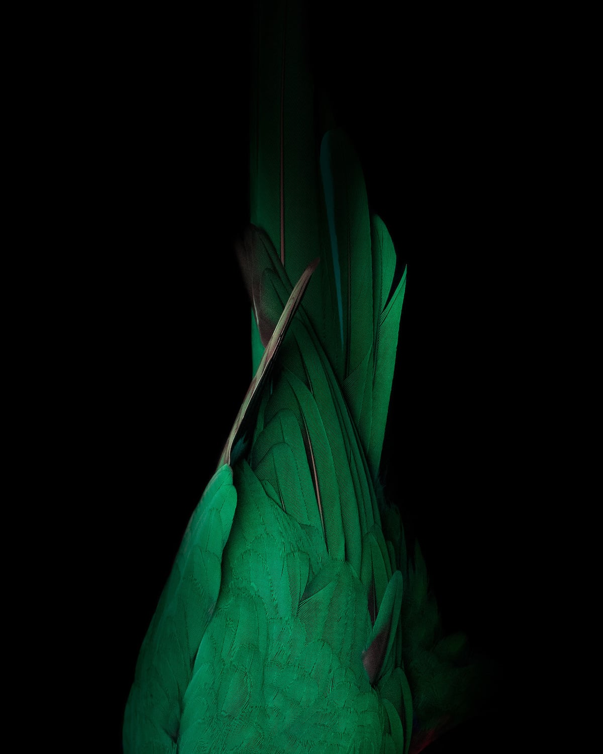 - ViralBandit Aviary Abstract Sculptural Photographs of Birds