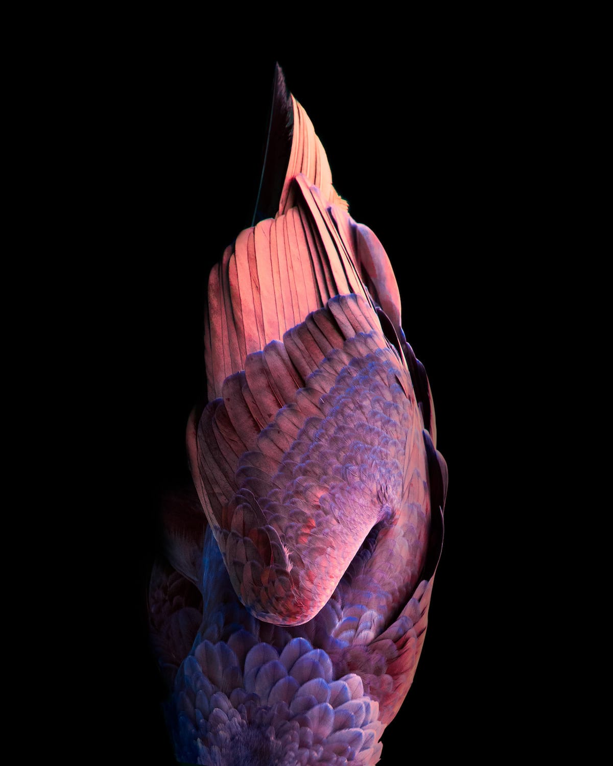 - ViralBandit Aviary Abstract Sculptural Photographs of Birds