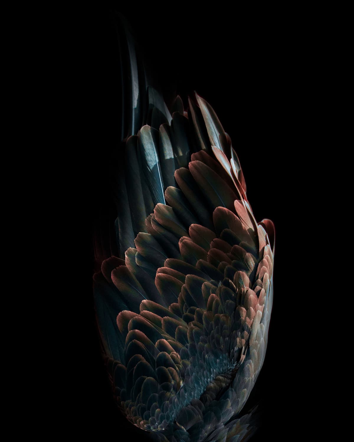 - ViralBandit Aviary Photography Series by Tom Leighton