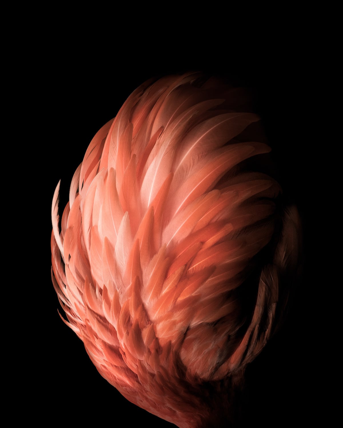 - ViralBandit Aviary Abstract Sculptural Photographs of Birds