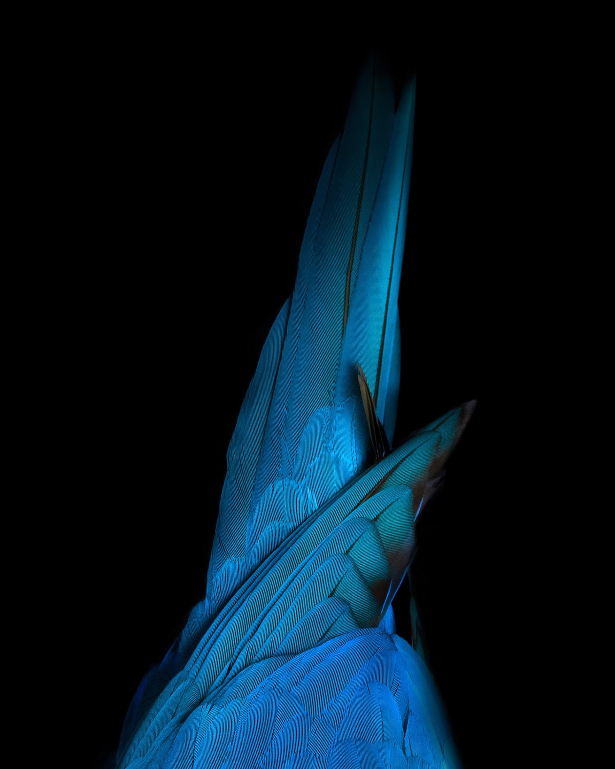 - ViralBandit Aviary Abstract Sculptural Photographs of Birds