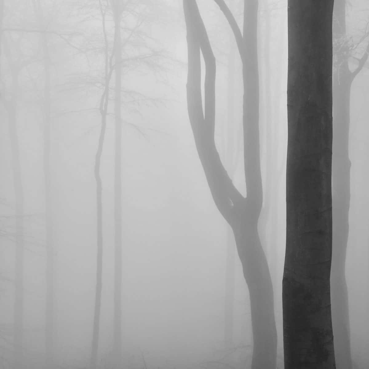 Forest Interiors by Petr Novak