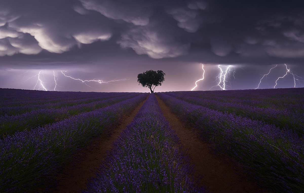 Electric Storm on Lavender