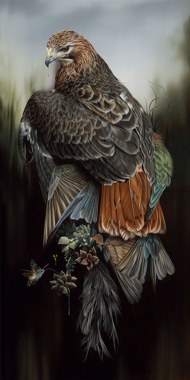Bird Paintings by Josie Morway