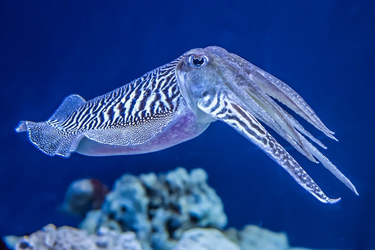 The Common (European) Cuttlefish (Sepia officinalis) Passes Intelligence Cognitive Test For Human Children