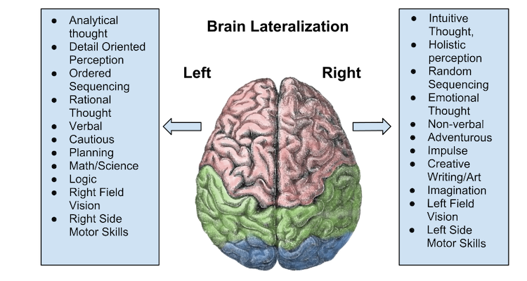 Brain Laterality