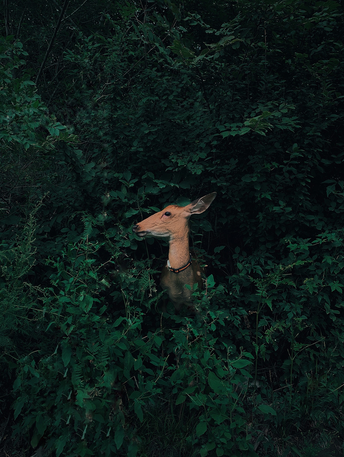 Deer Hidden in the Forest by Jian Cui