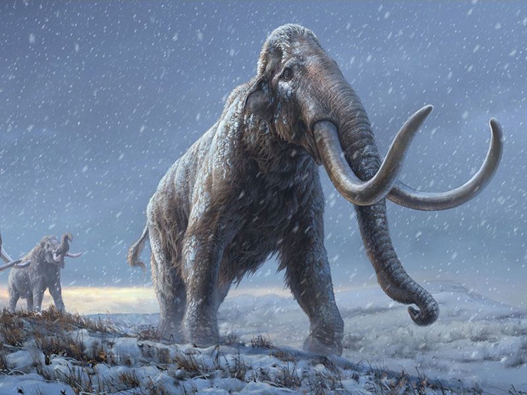 Oldest DNA Mammoth Siberia Paleogenetics