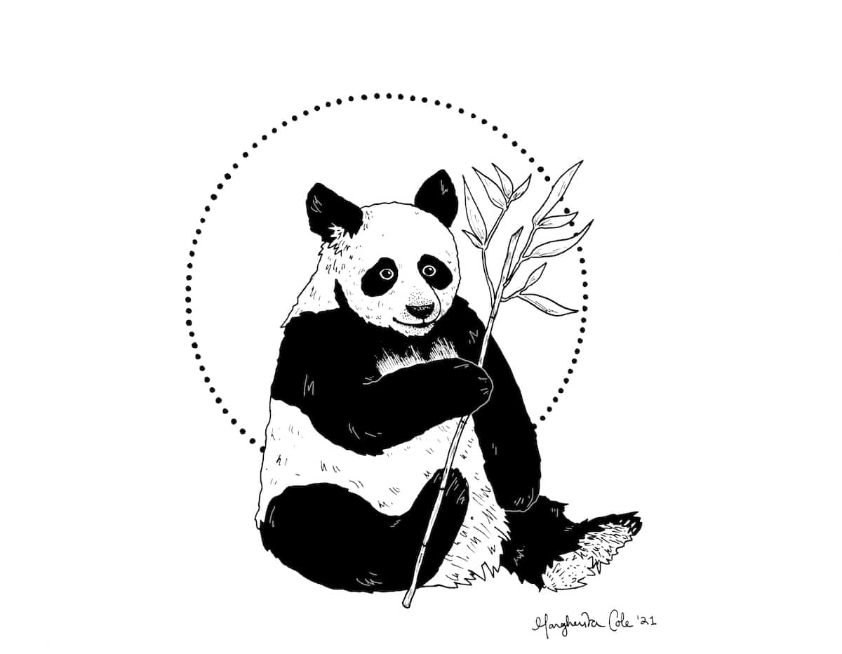 How to Draw a Panda Tutorial by Margherita Cole