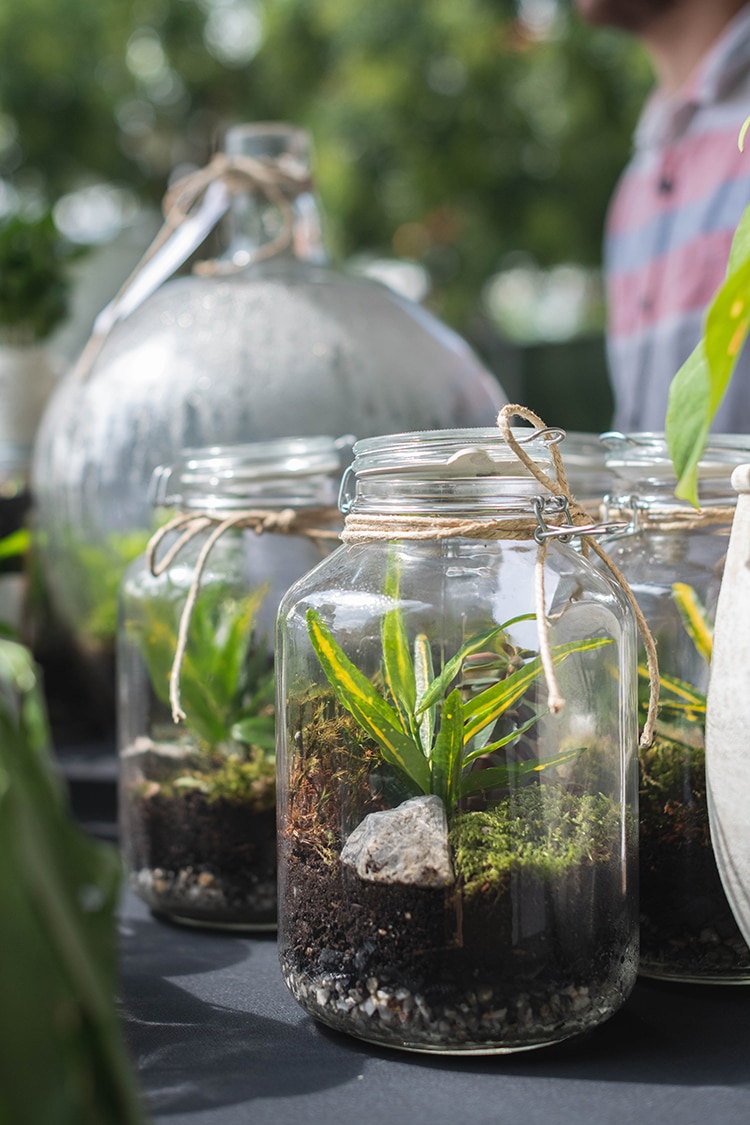Mason Jar Terrarium Plants