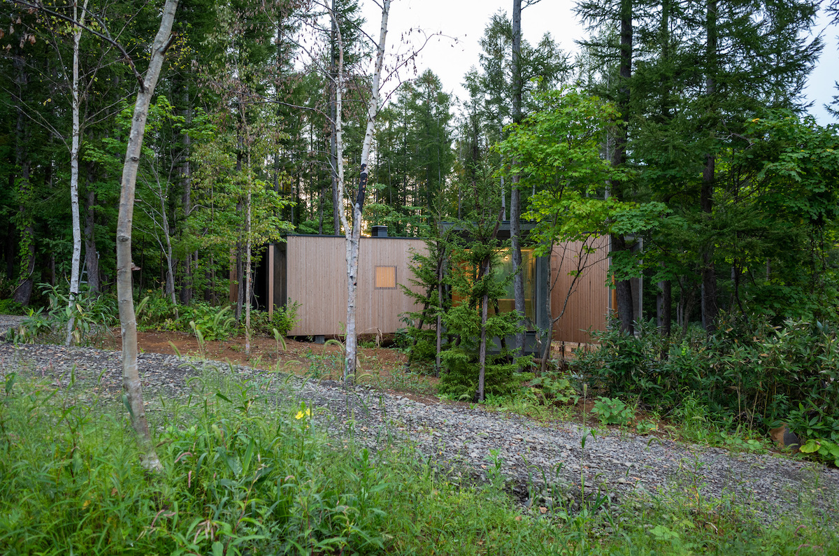Architects Design “House in the Forest” In the Shape of Tree Branches