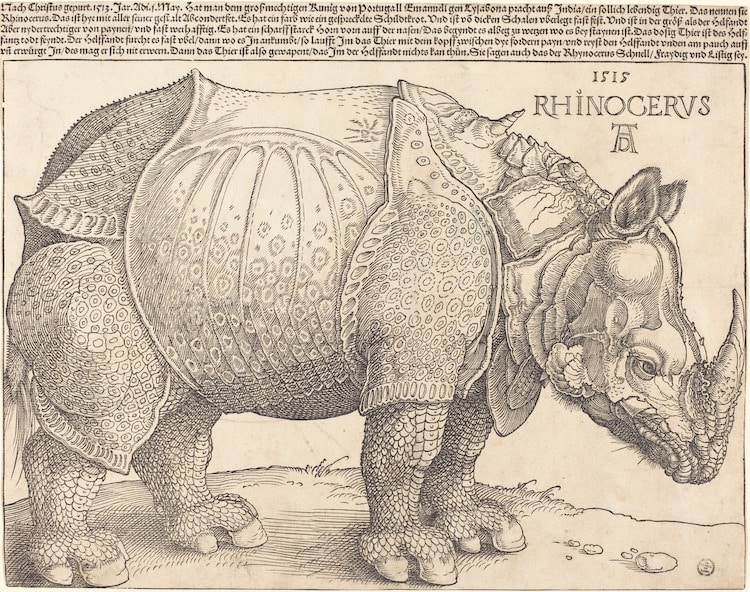 Rhinoceros Engraving by Albrecht Durer