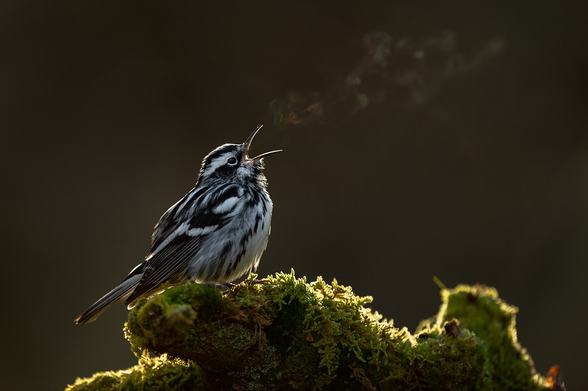 Buir and Wildlife Photography