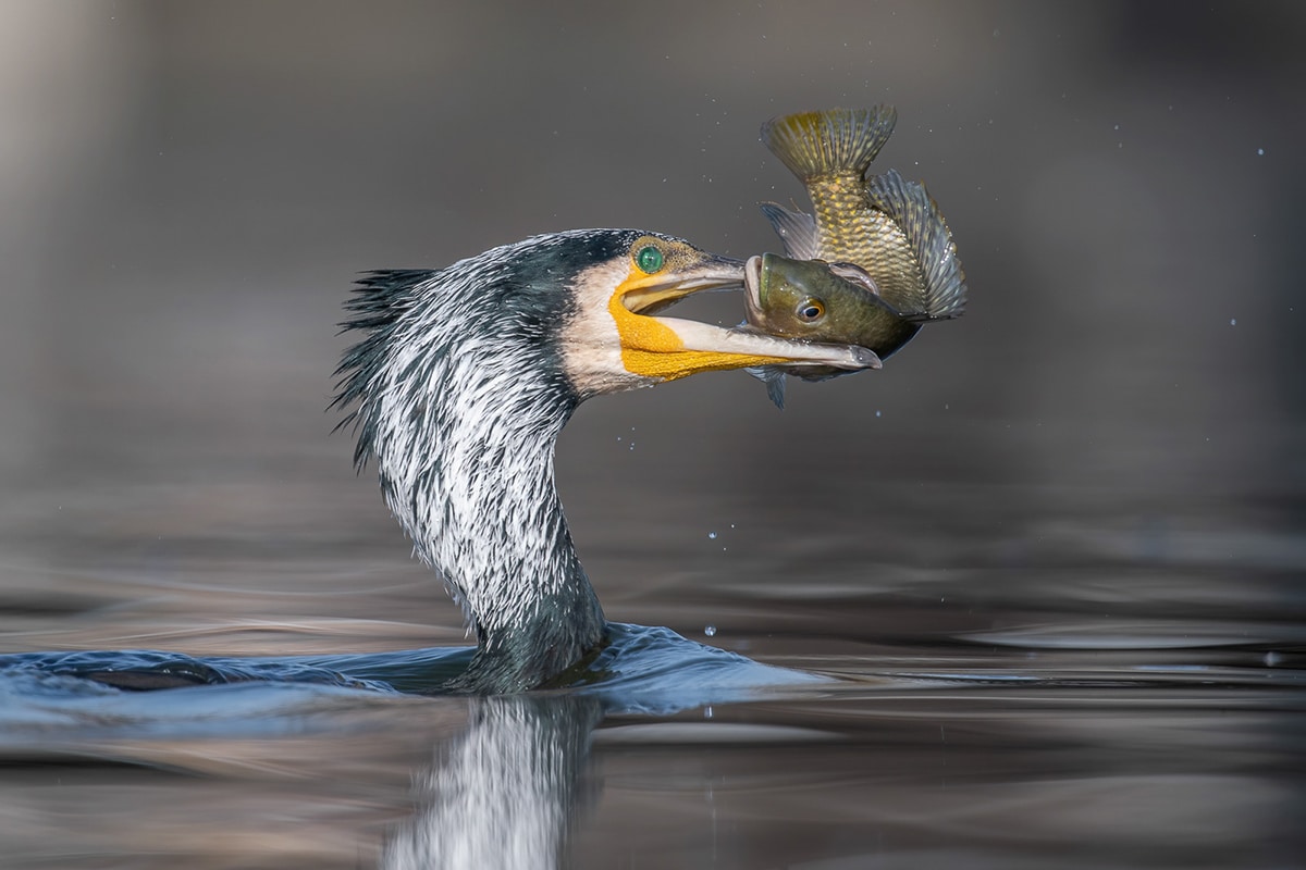 BPOTY 2021 Finalists