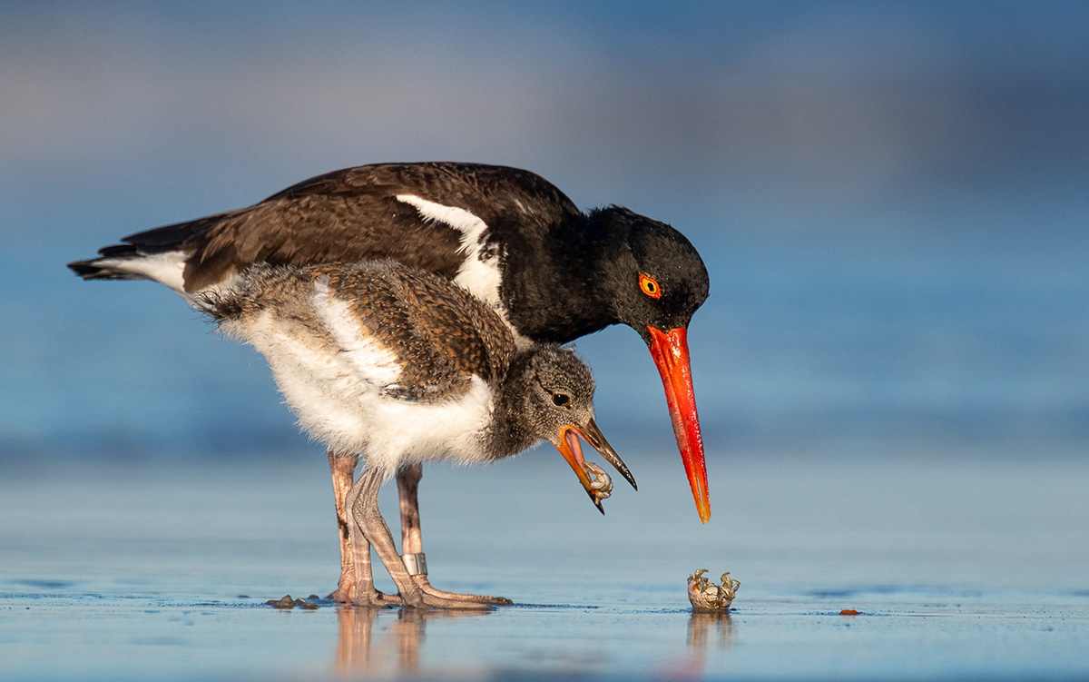 Bird Photographer of the Year 2021 Photo Contest
