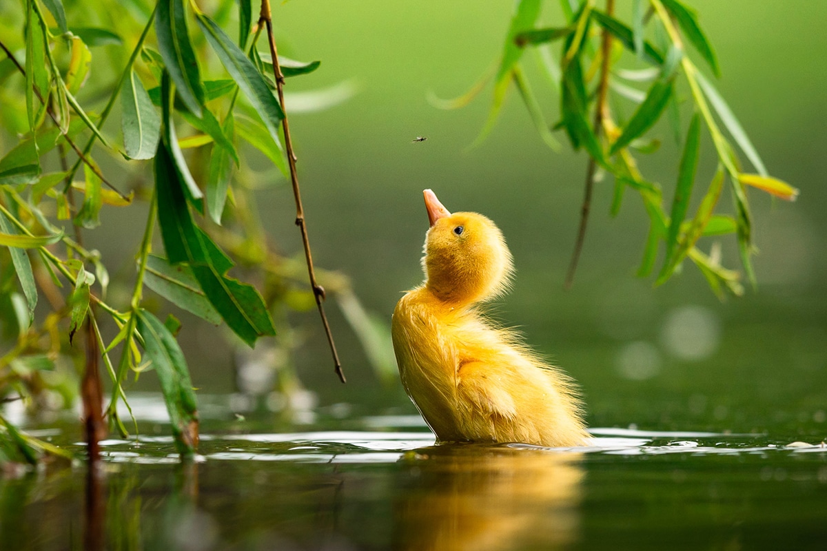 Bird Photographer of the Year 2021 Photo Contest