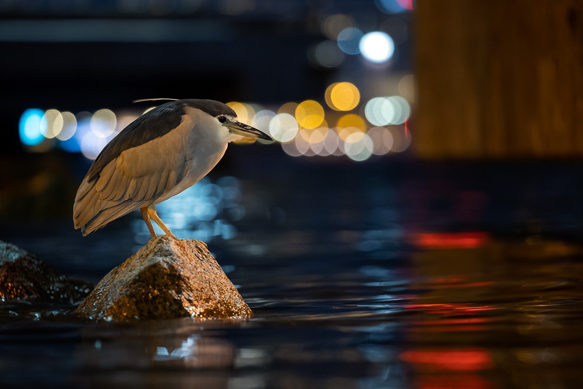 BPOTY 2021 Finalists
