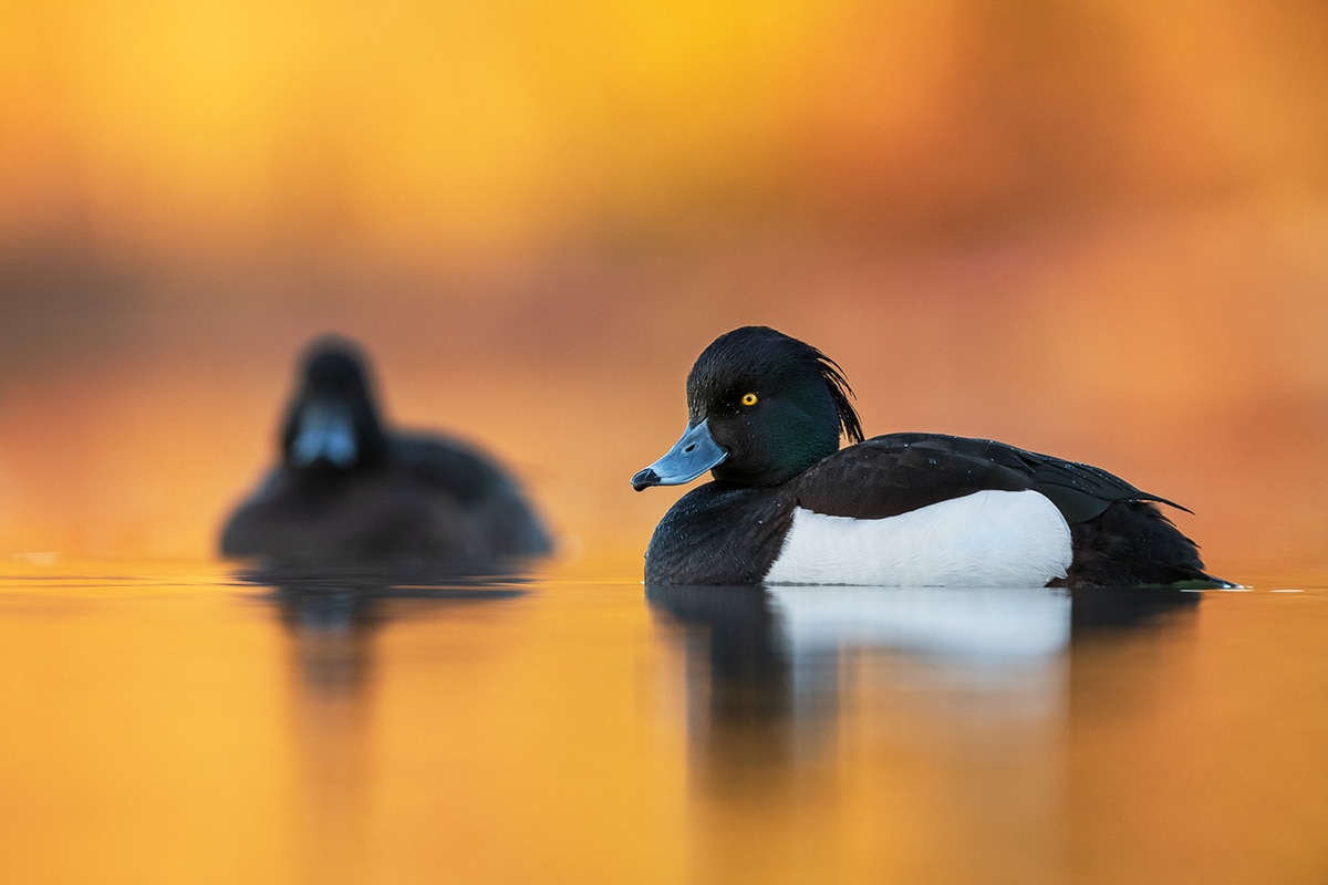 Buir and Wildlife Photography