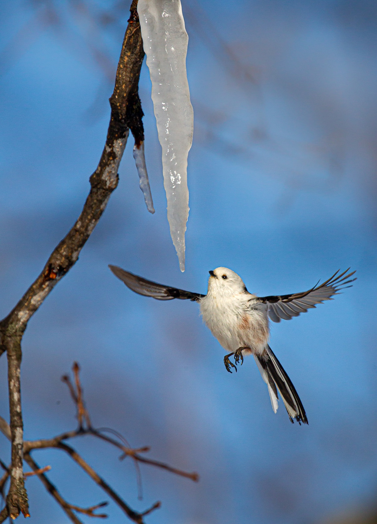 Buir and Wildlife Photography