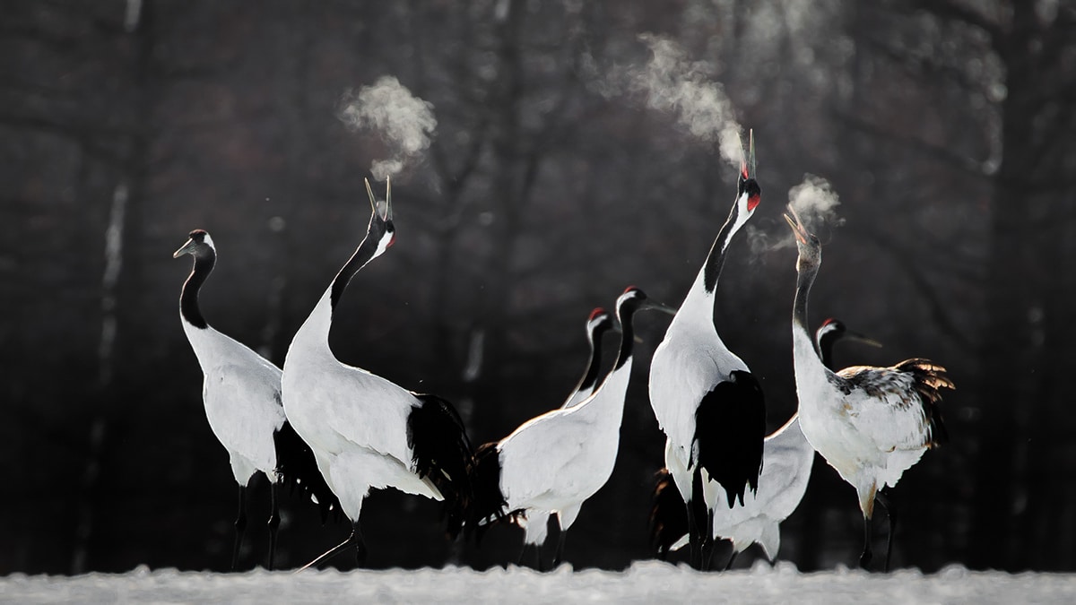 BPOTY 2021 Finalists