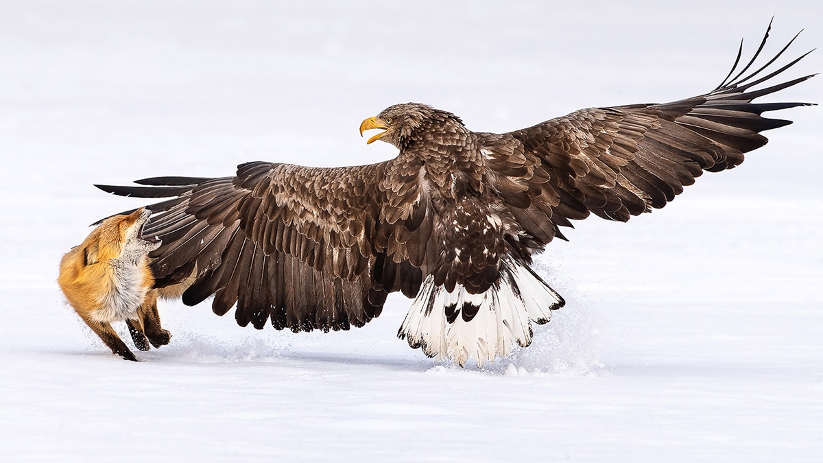 Bird and Wildlife Photography