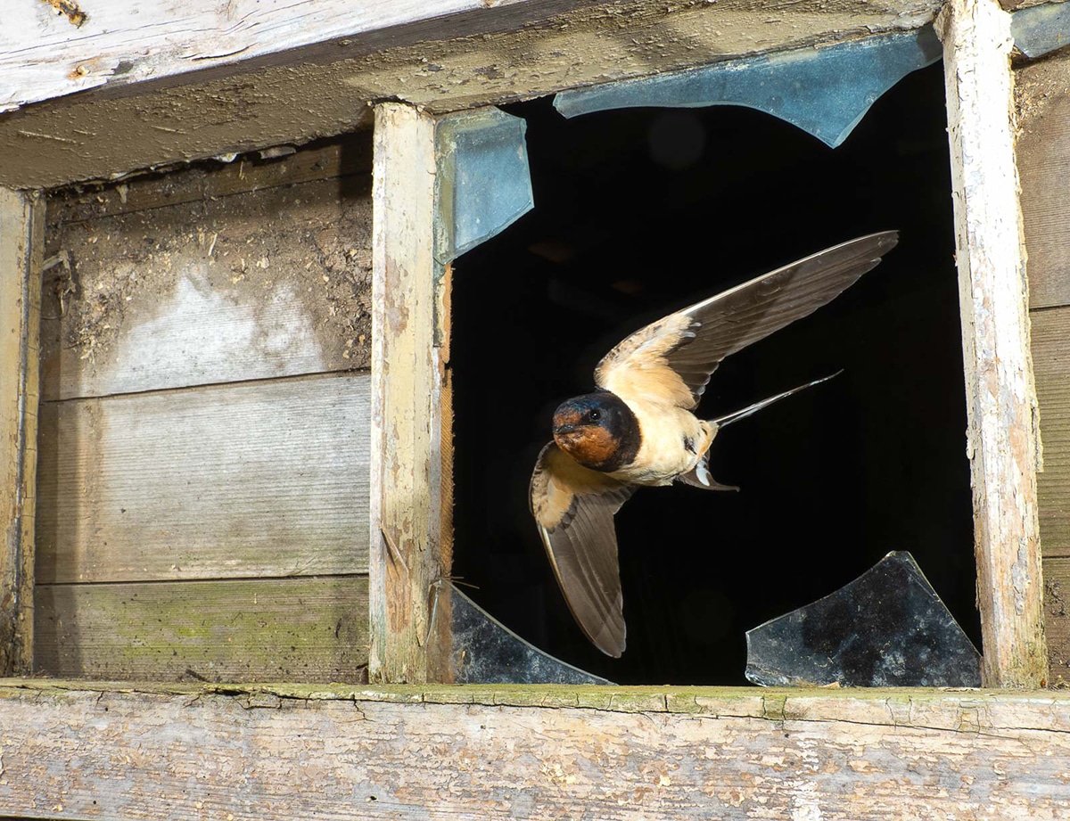 Bird Photographer of the Year 2021 Photo Contest