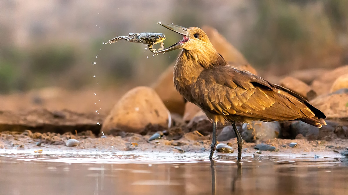 BPOTY 2021 Finalists