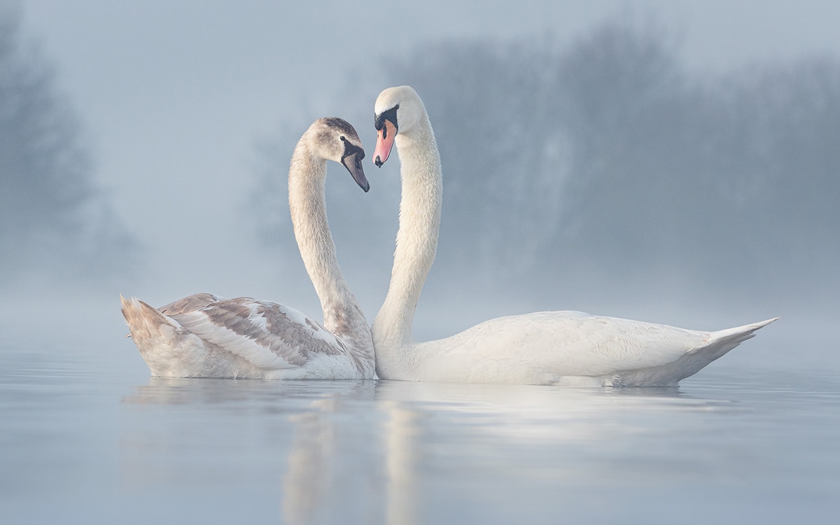 Bird and Wildlife Photography