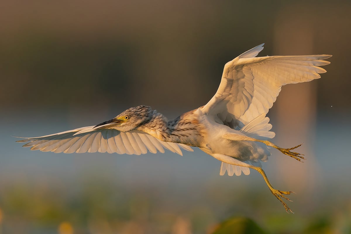 Bird Photographer of the Year 2021 Photo Contest
