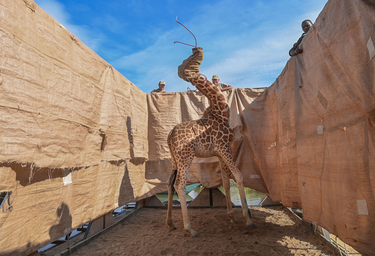 Rothschild’s giraffe being transported in Kenya