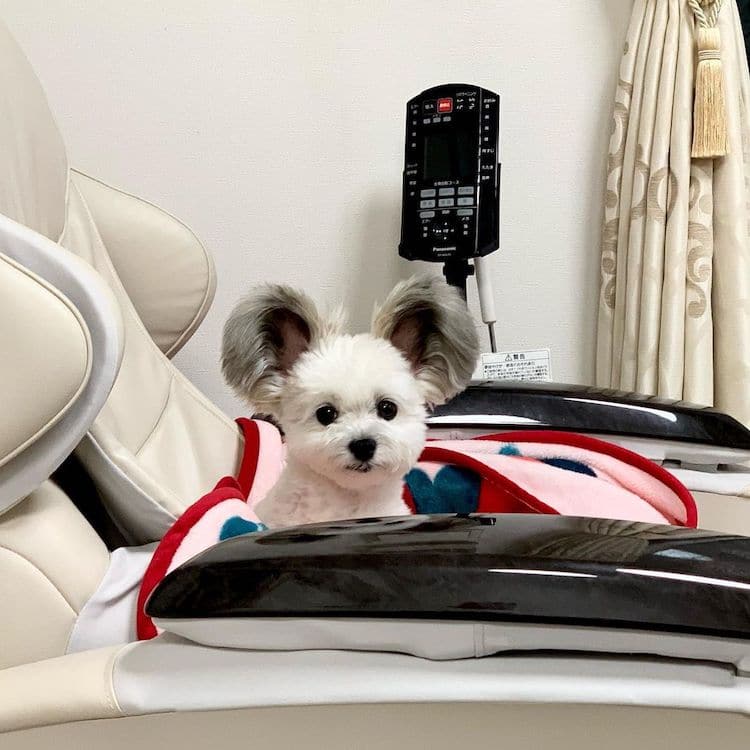 - ViralBandit Goma the Mickey Mouse Dog