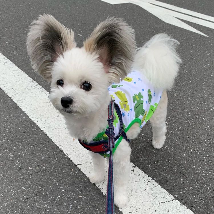 - ViralBandit Goma the Mickey Mouse Dog