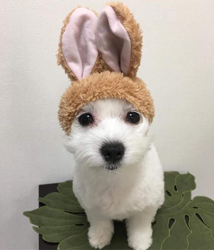 - ViralBandit Goma the Mickey Mouse Dog