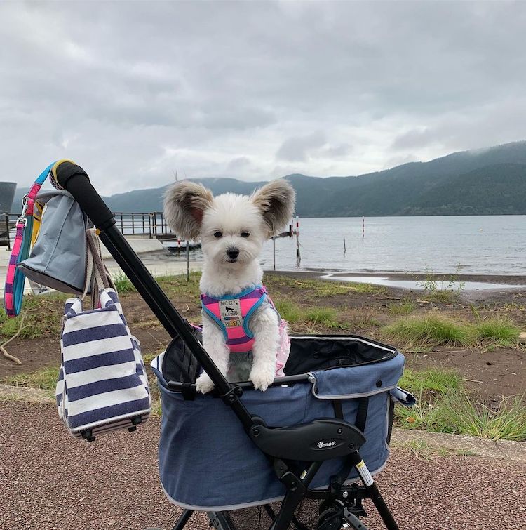 - ViralBandit Goma the Mickey Mouse Dog