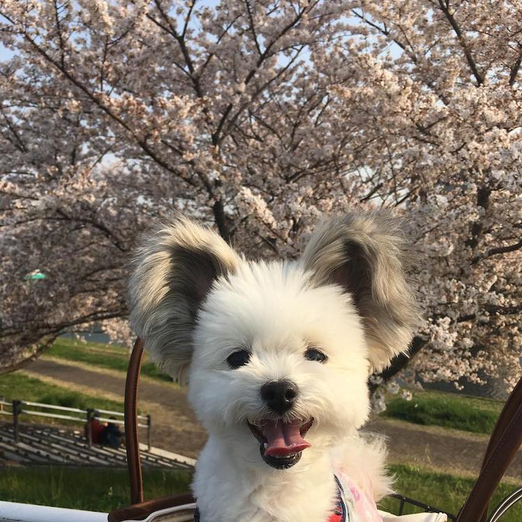 - ViralBandit Goma the Mickey Mouse Dog