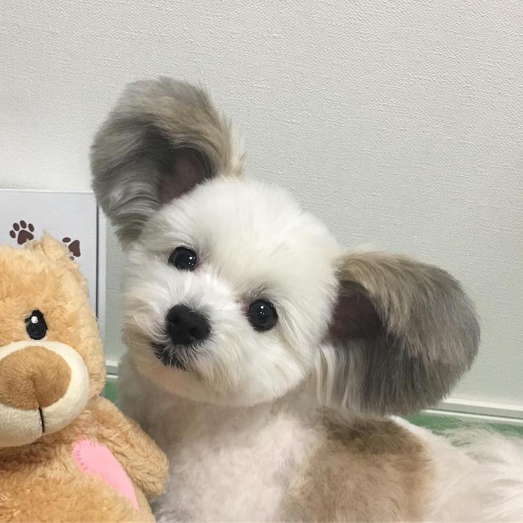 - ViralBandit Goma the Mickey Mouse Dog