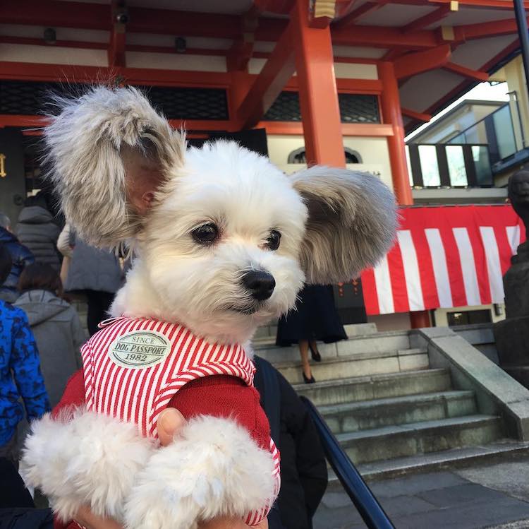 - ViralBandit Goma the Mickey Mouse Dog