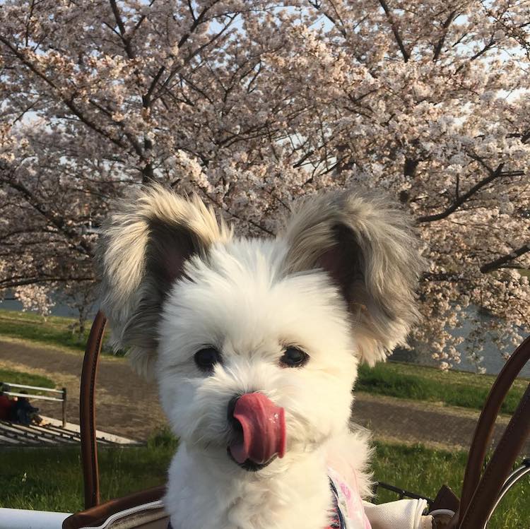 - ViralBandit Goma the Mickey Mouse Dog