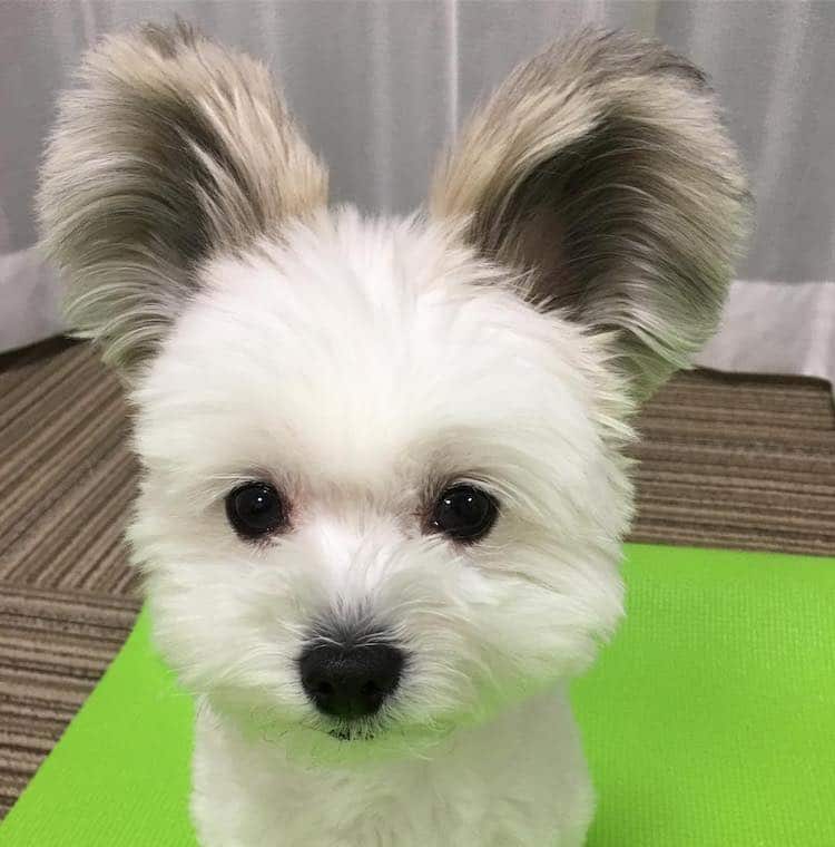 - ViralBandit Goma the Mickey Mouse Dog