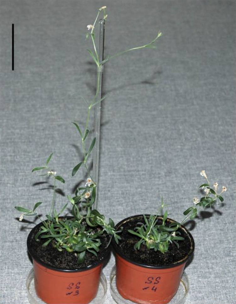 - ViralBandit Ancient Prehistoric PLant DNA from Permafrost
