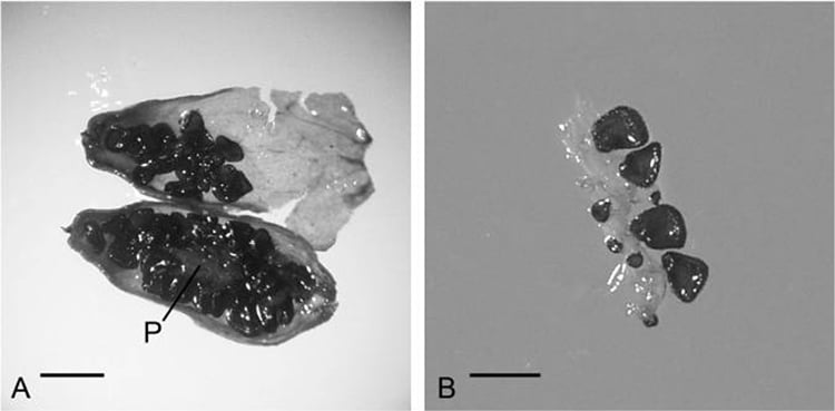 - ViralBandit Fruit DNA Found Resurrects Ancient Plant