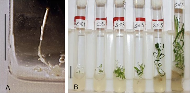 - ViralBandit Russian Scientists Grow An Ancient Plant