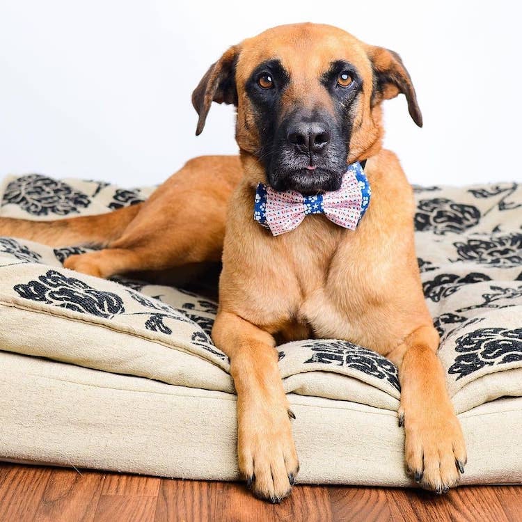 Dog Wearing a Bow Tie